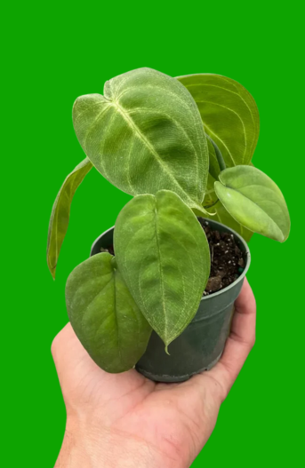 Bring Nature to Your Desk