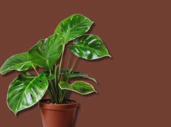 Air-Purifying Green Companions