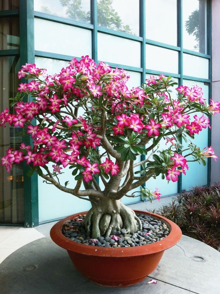 Adenium