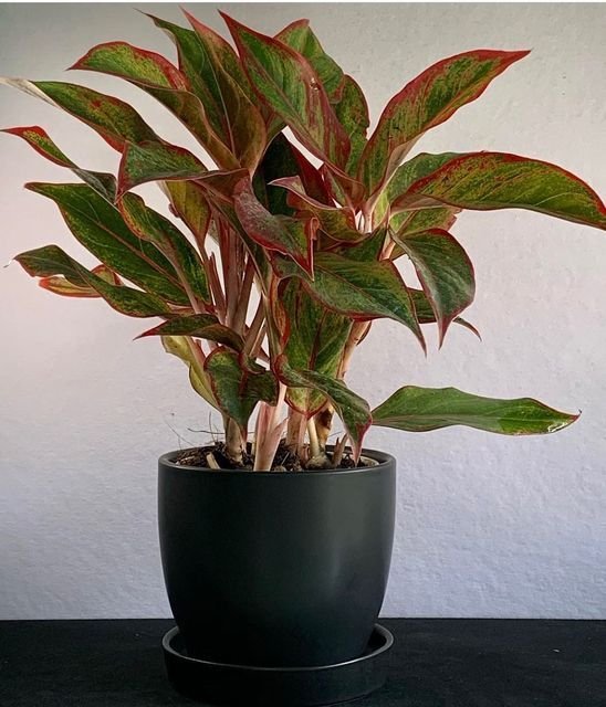 Aglaonema Lipstick