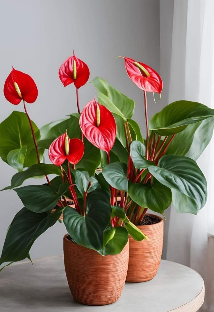 Flowering Anthurium
