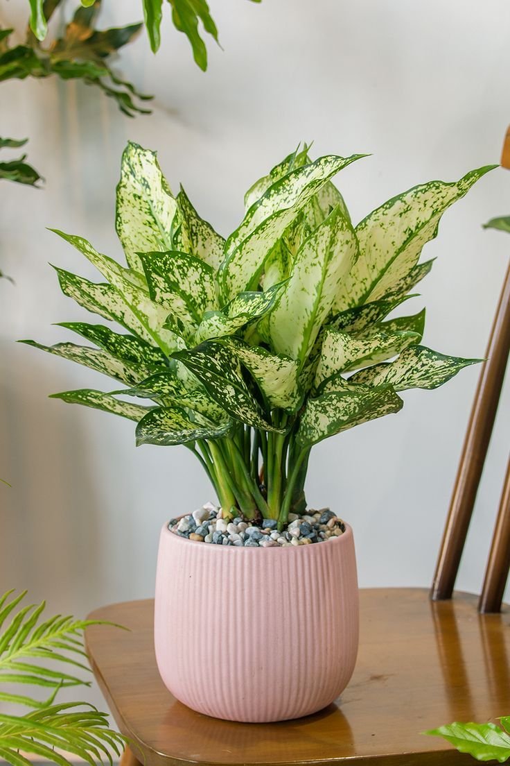 Aglaonema