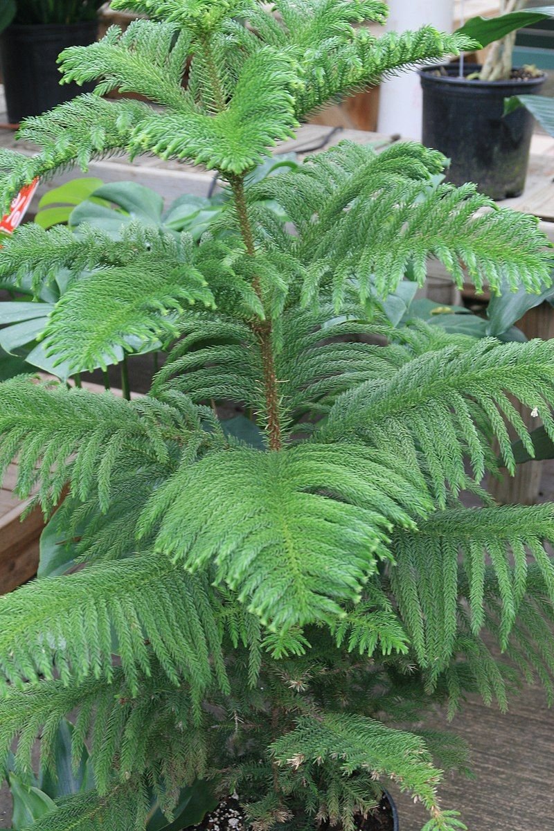 Araucaria plant