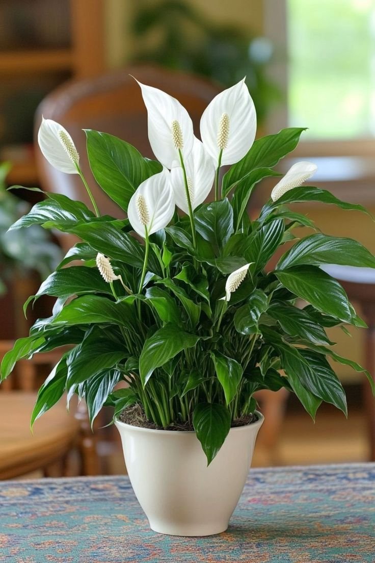 New Peace lily