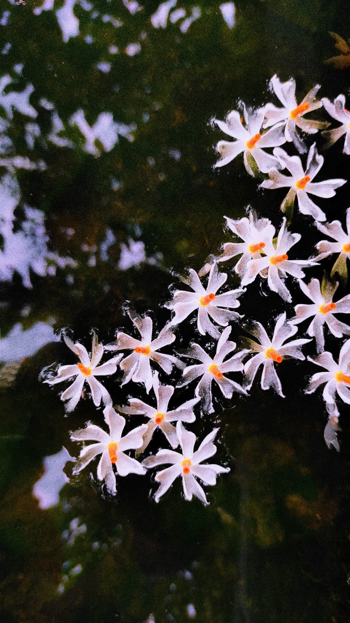 Harshringar (Parijat / Night jasmine)