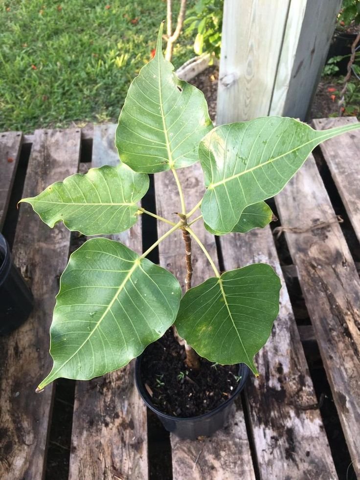 Peepal (Ficus religiosa)