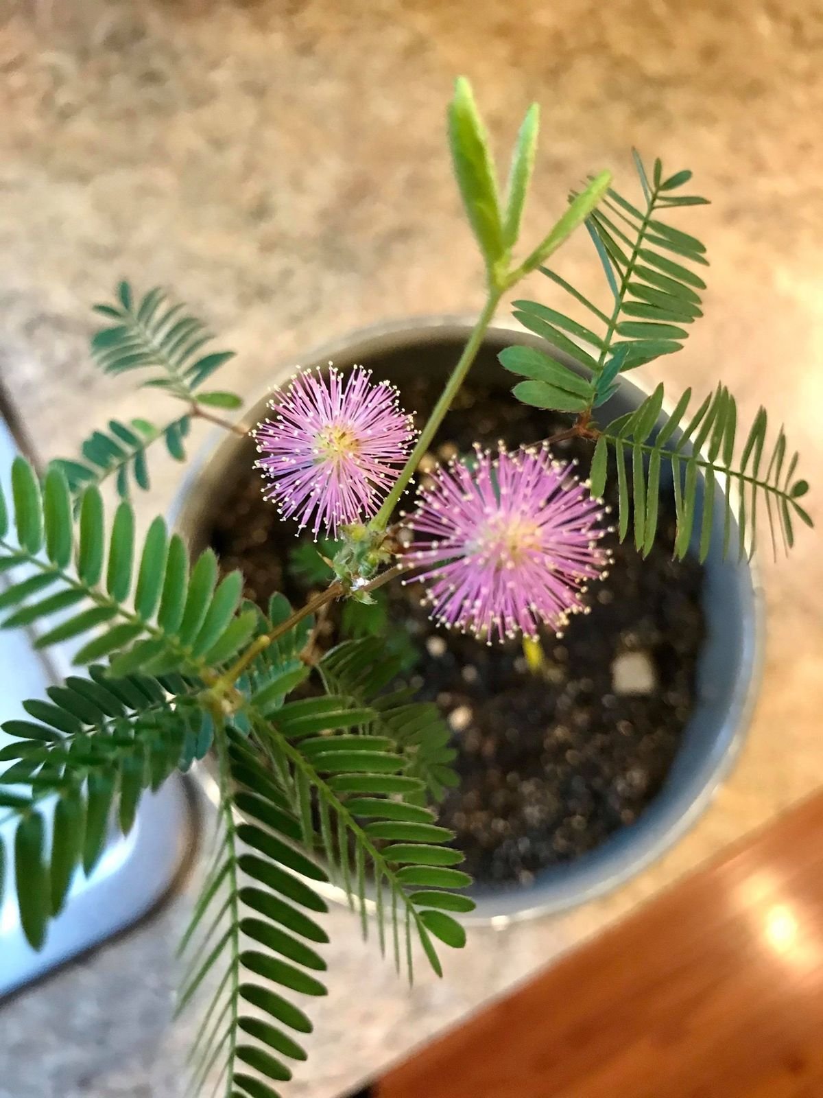 Chui-mui (Touch me not / Mimosa pudica)