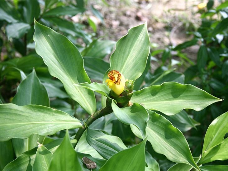 Insulin plant / Costus
