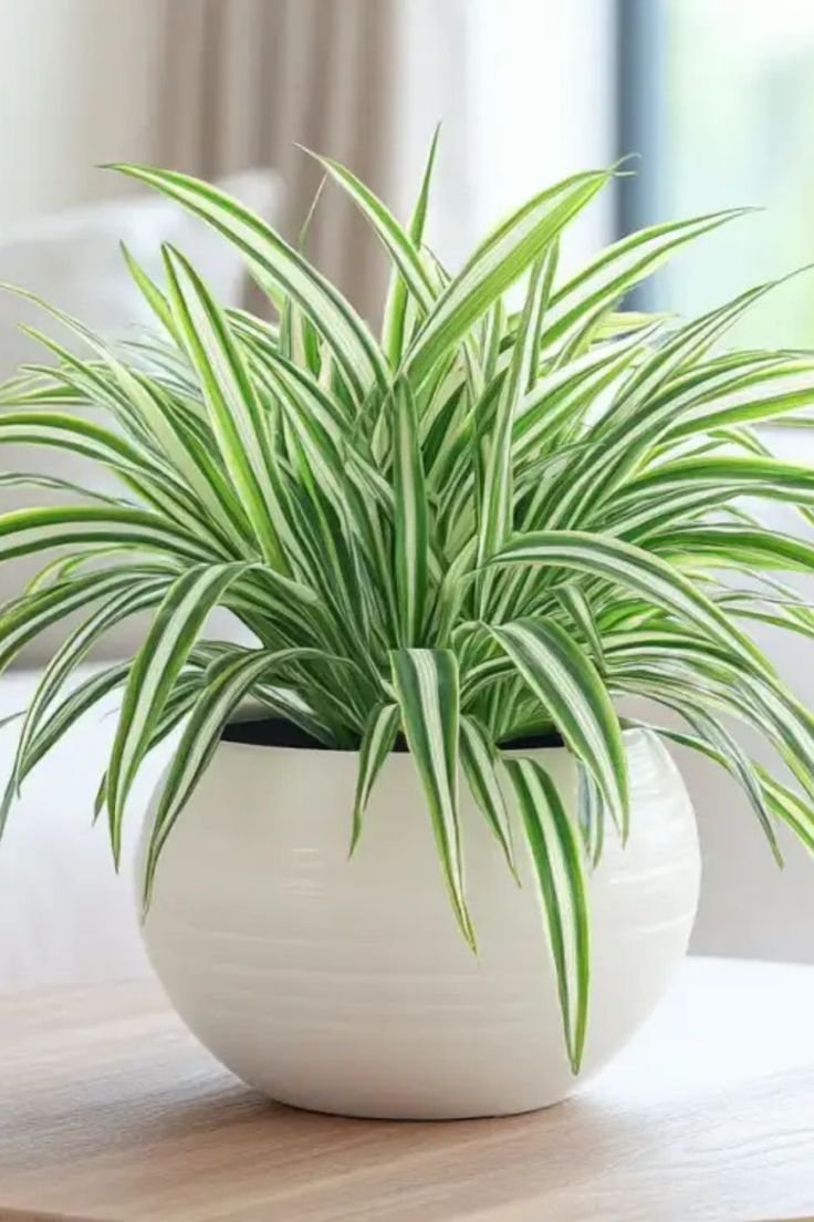 Chlorophytum
